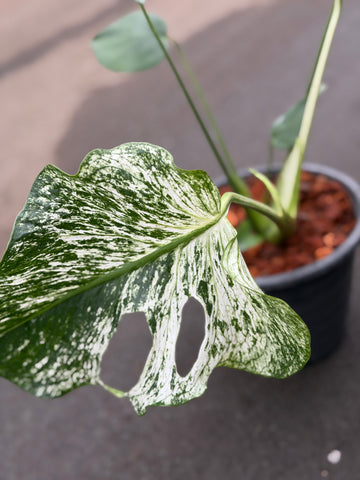 Monstera Devil Monster Nr. 2.