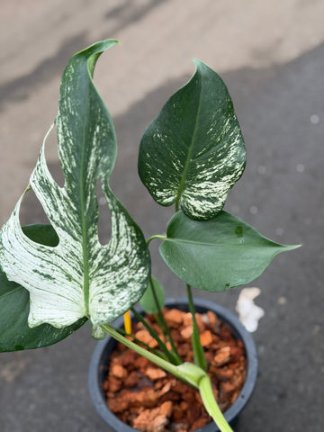 Monstera Devil Monster Nr. 3.