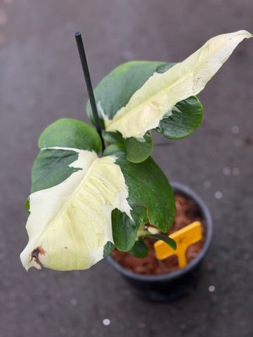 Monstera White Lava Nr 1.