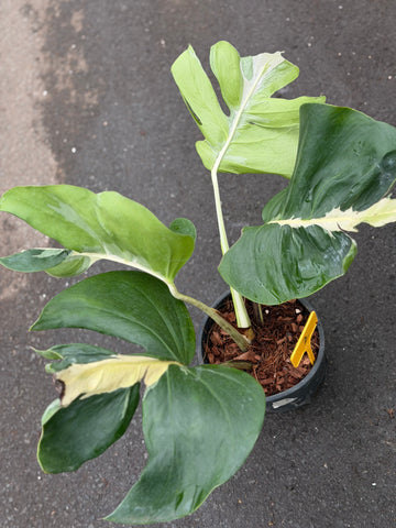 Monstera White Lava Nr 2.