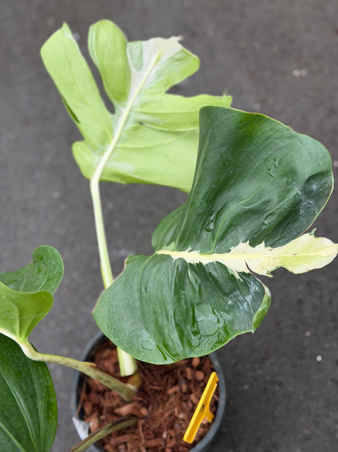 Monstera White Lava Nr 2.
