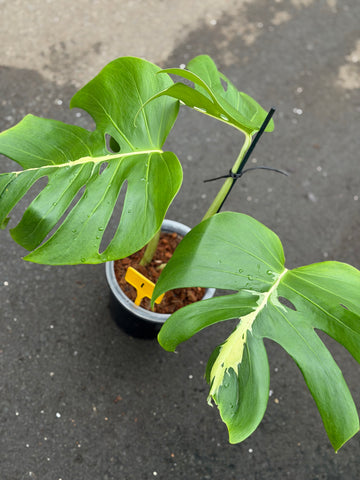 Monstera White Lava Nr 3.