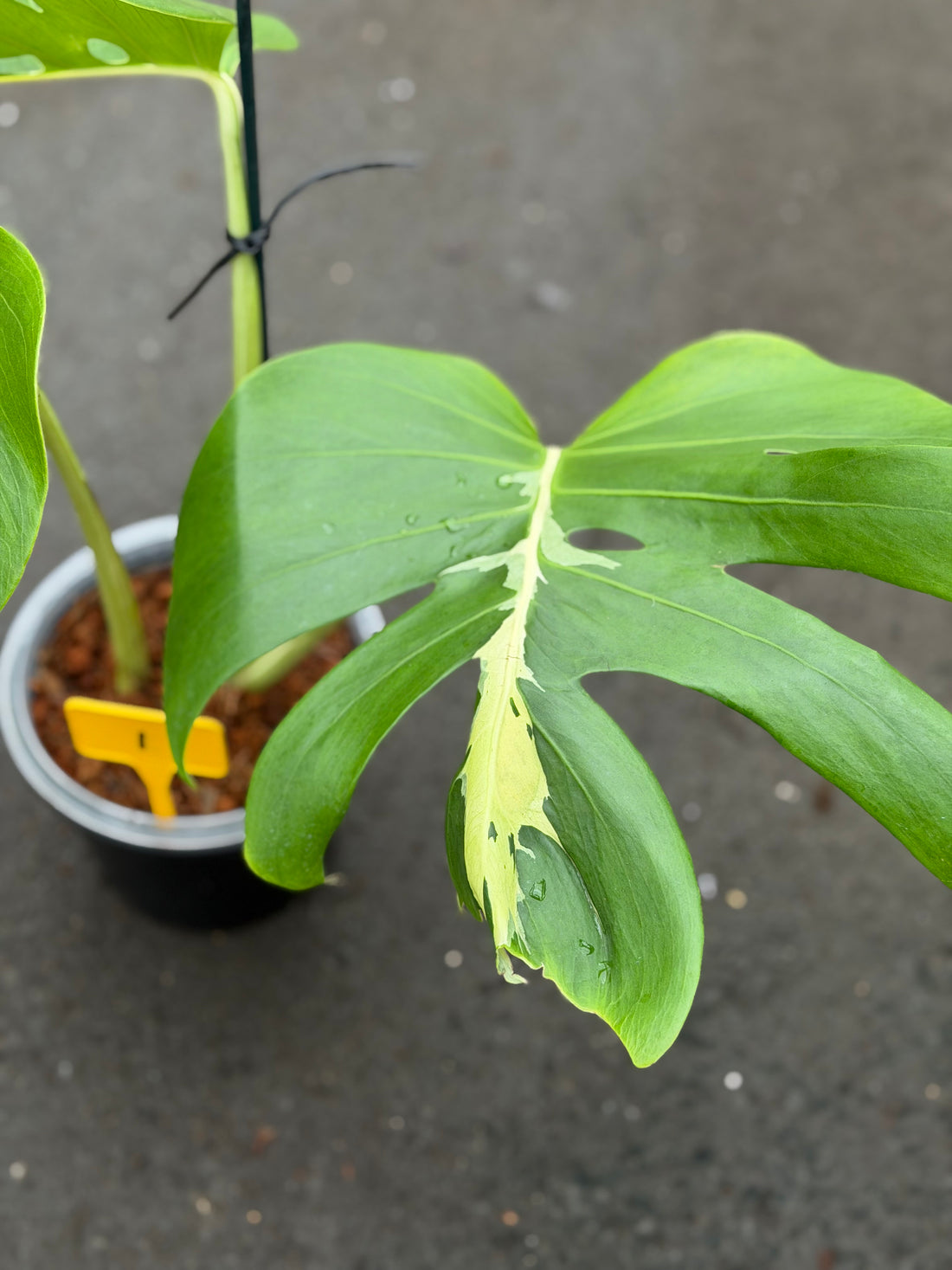 Monstera White Lava Nr 3.