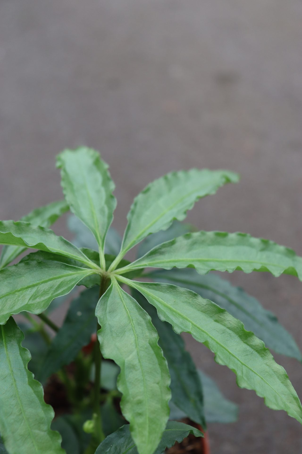 anthurium polystichum Anthurium Polyschistum – GrowJungle