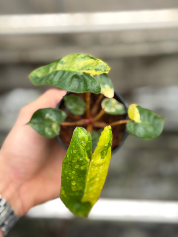 Philodendron Billietiae Variegated