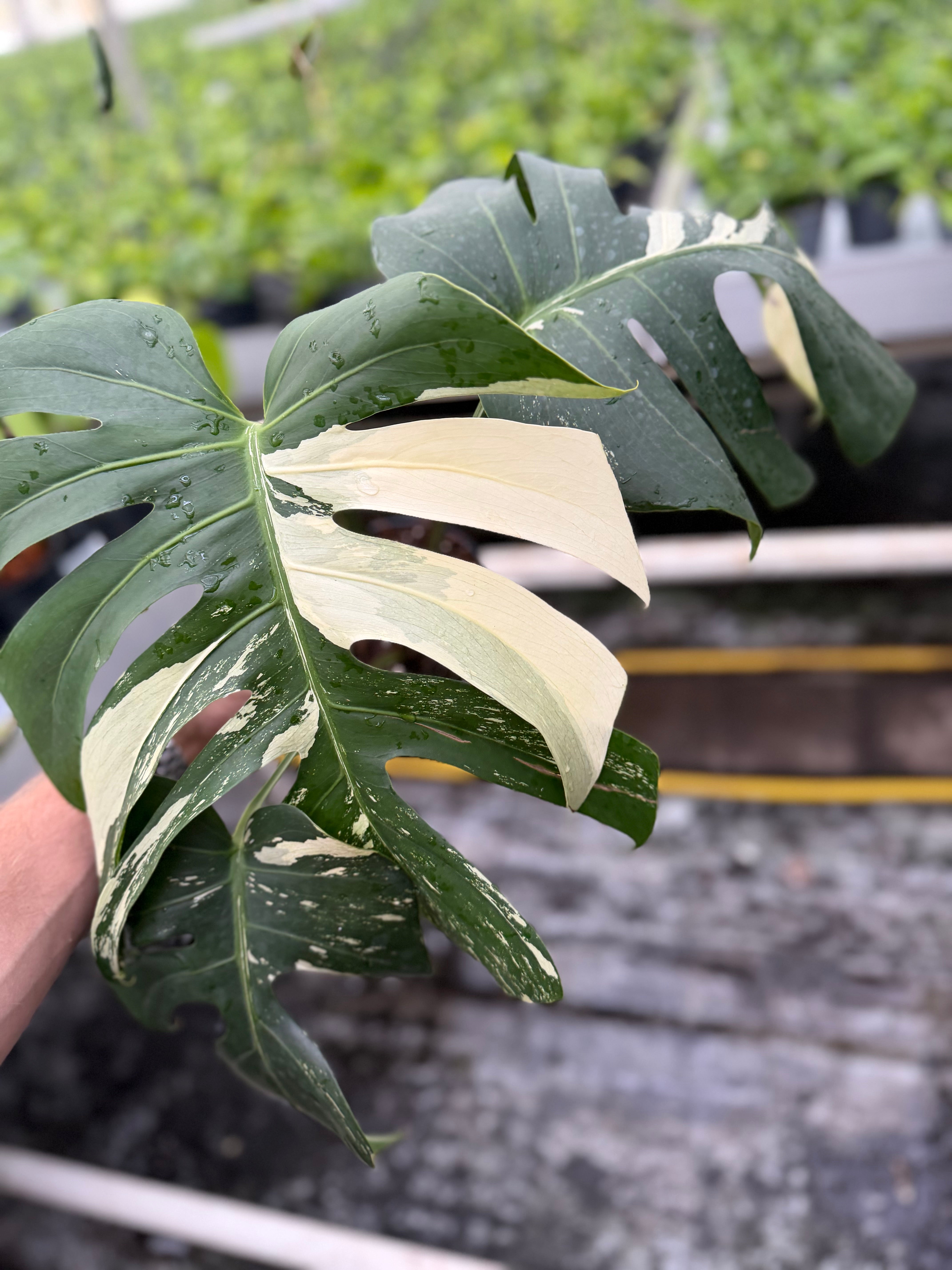 Monstera Jungle Mint – GrowJungle