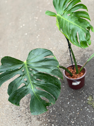 Monstera Tattoo