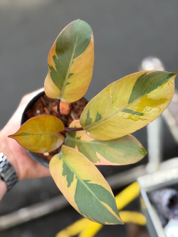 Philodendron Black Cardinal Nr. 2