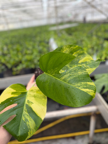 Monstera Aurea Variegated