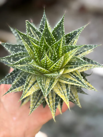 'Aurora' Aloe Vera x Gasteria Variegated