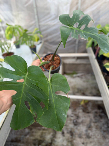 Monstera Form 6
