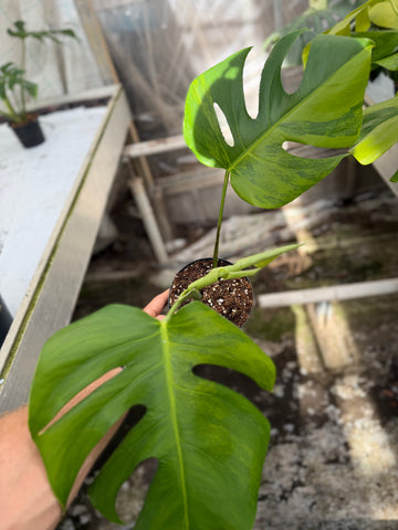 Monstera Green on Green
