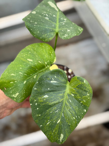 Monstera Thai 'Neon Mutation' Nr. 1