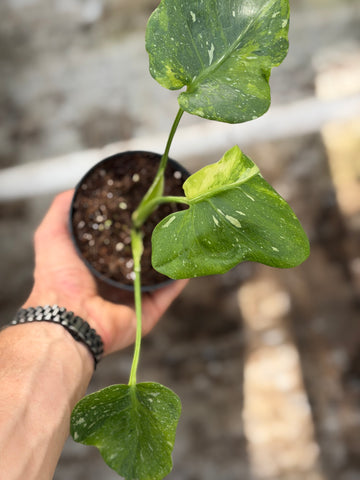 Monstera Thai 'Mutation' Nr. 2