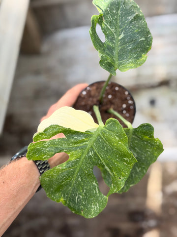 Monstera Thai 'Mutation' Nr. 3.