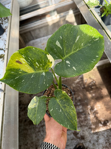 Monstera Thai 'Miracle' Nr. 4.