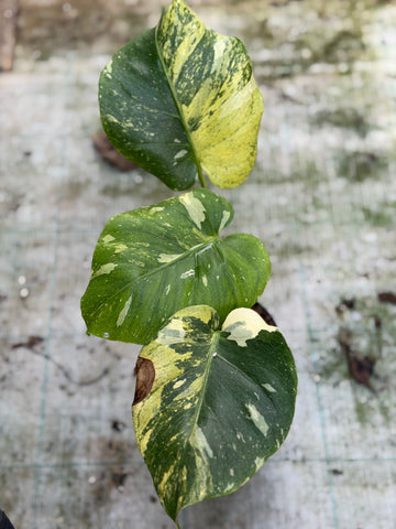 Monstera Thai 'Miracle' Nr. 5.