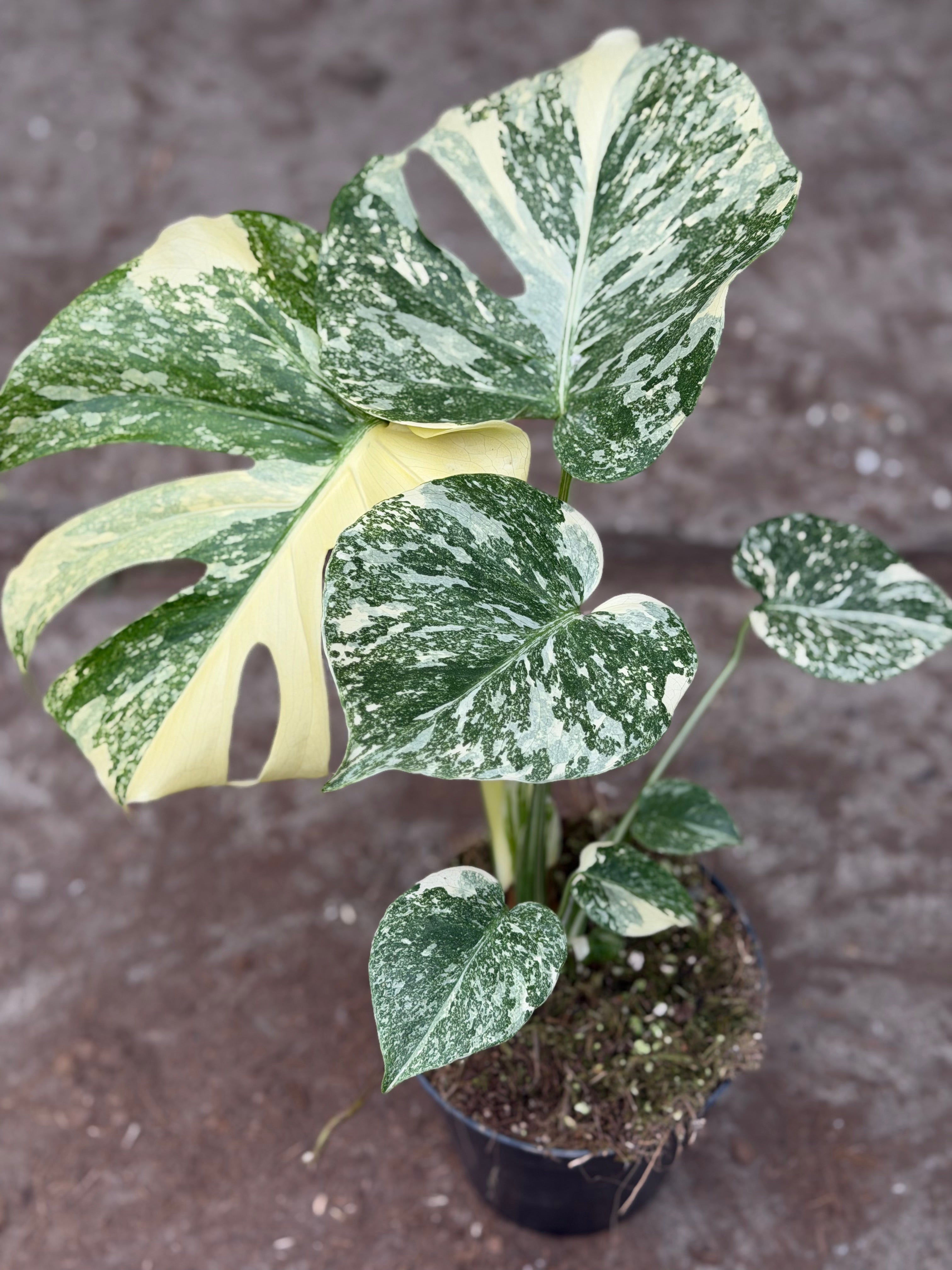 Monstera Rare Mutation – Exact Plant You Will Receive – Hand