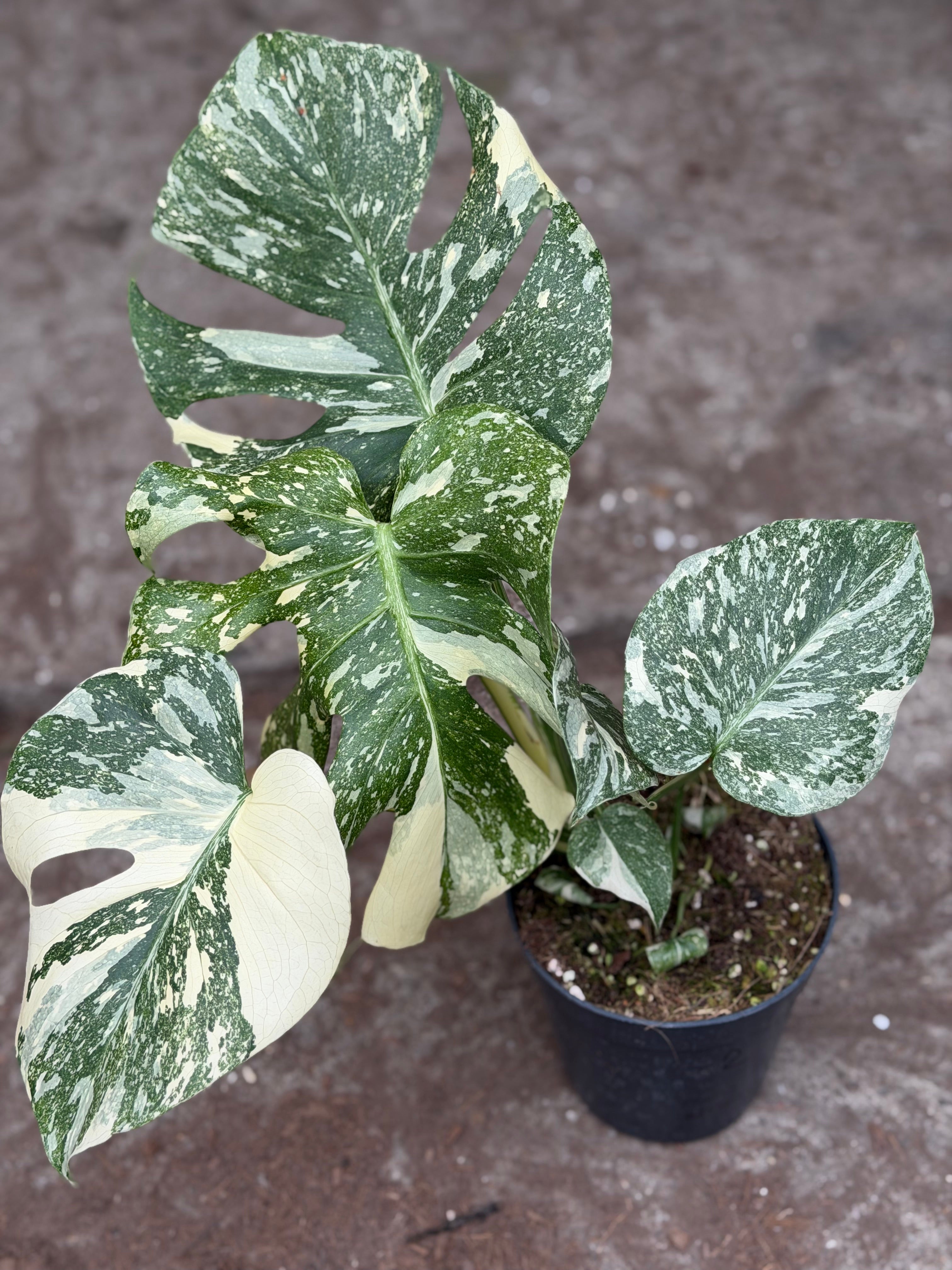 Monstera Rare Mutation – Exact Plant You Will Receive – Hand