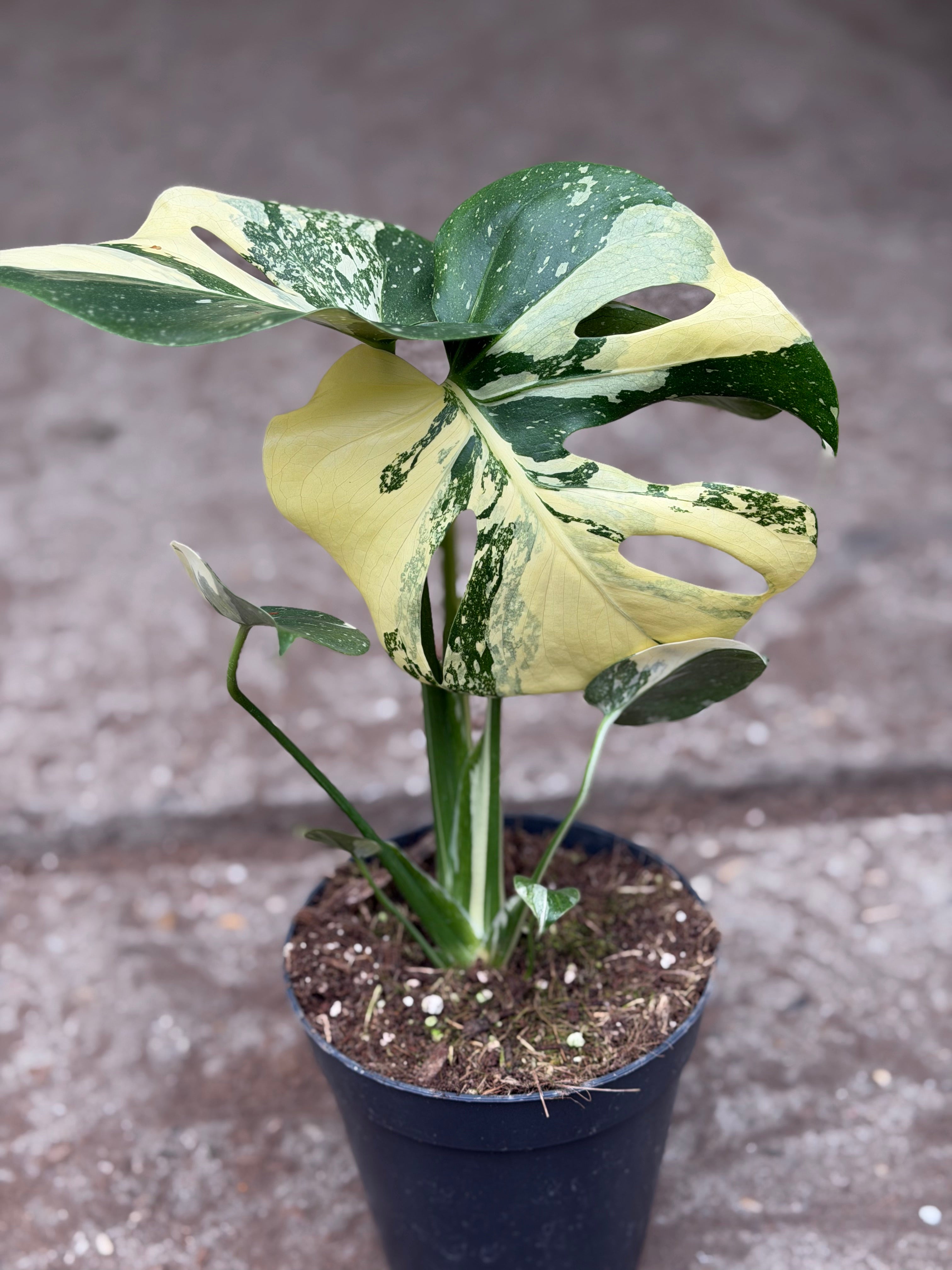Monstera Rare Mutation – Exact Plant You Will Receive – Hand