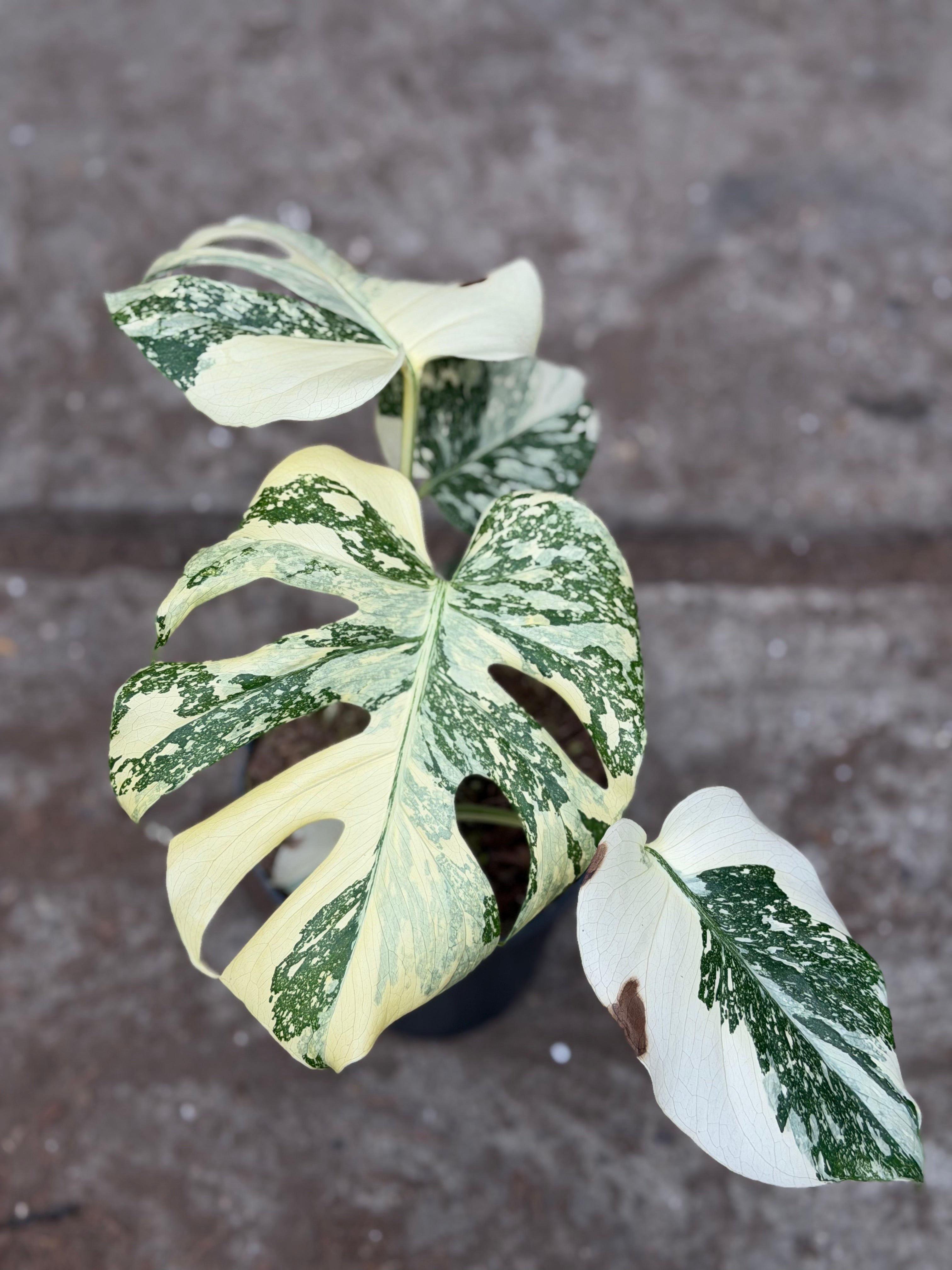 Monstera Rare Mutation – Exact Plant You Will Receive – Hand