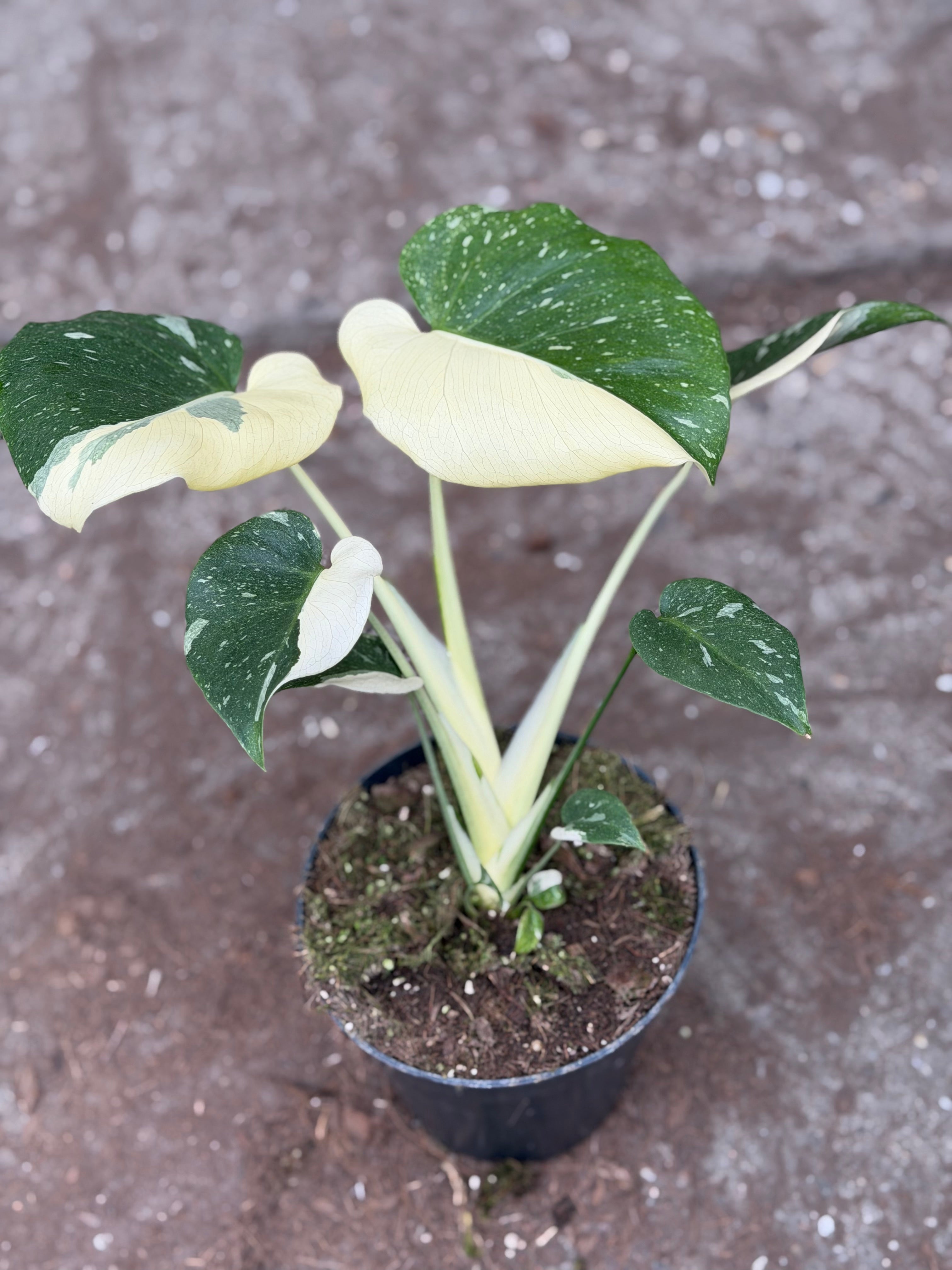 Monstera Rare Mutation – Exact Plant You Will Receive – Hand