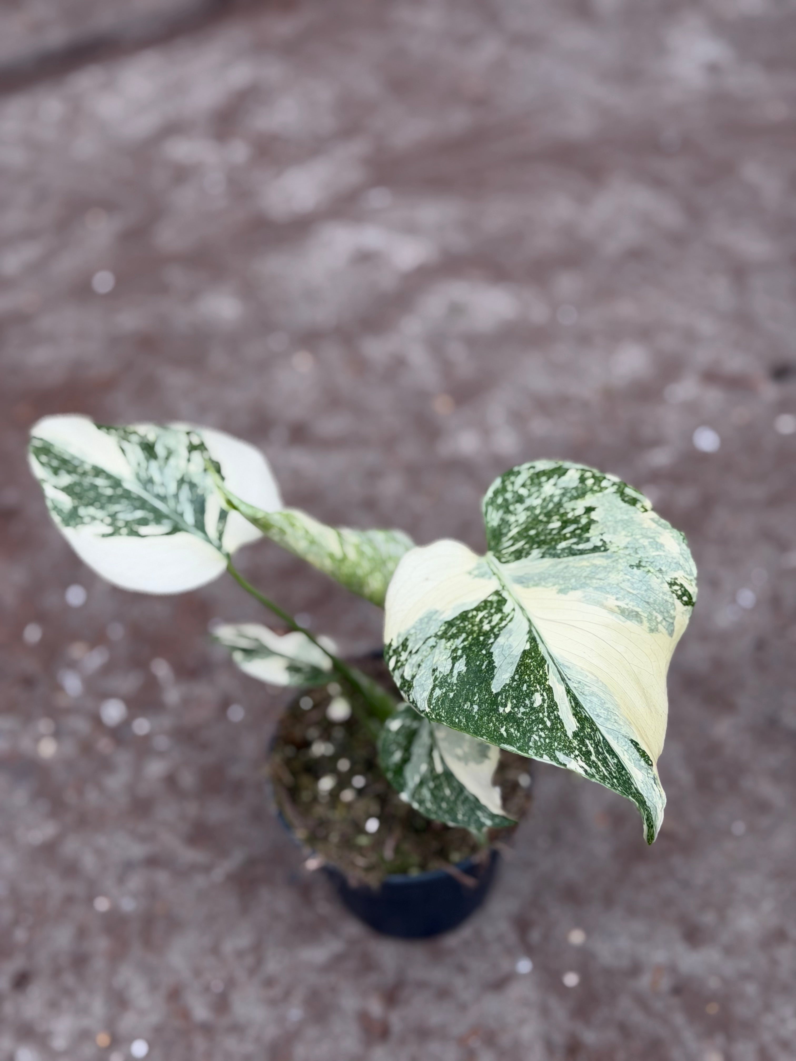 Monstera Rare Mutation – Exact Plant You Will Receive – Hand