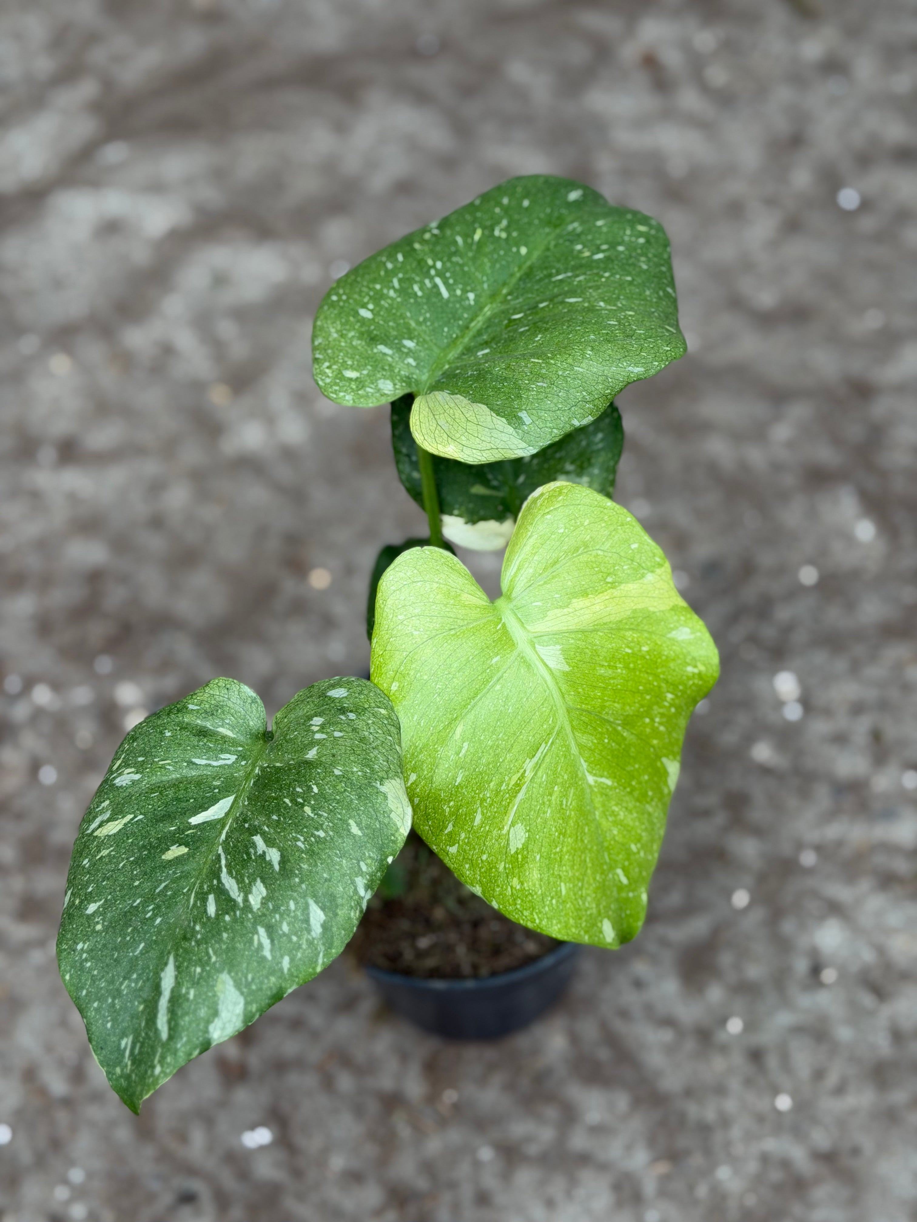 Monstera Rare Mutation – Exact Plant You Will Receive – Hand
