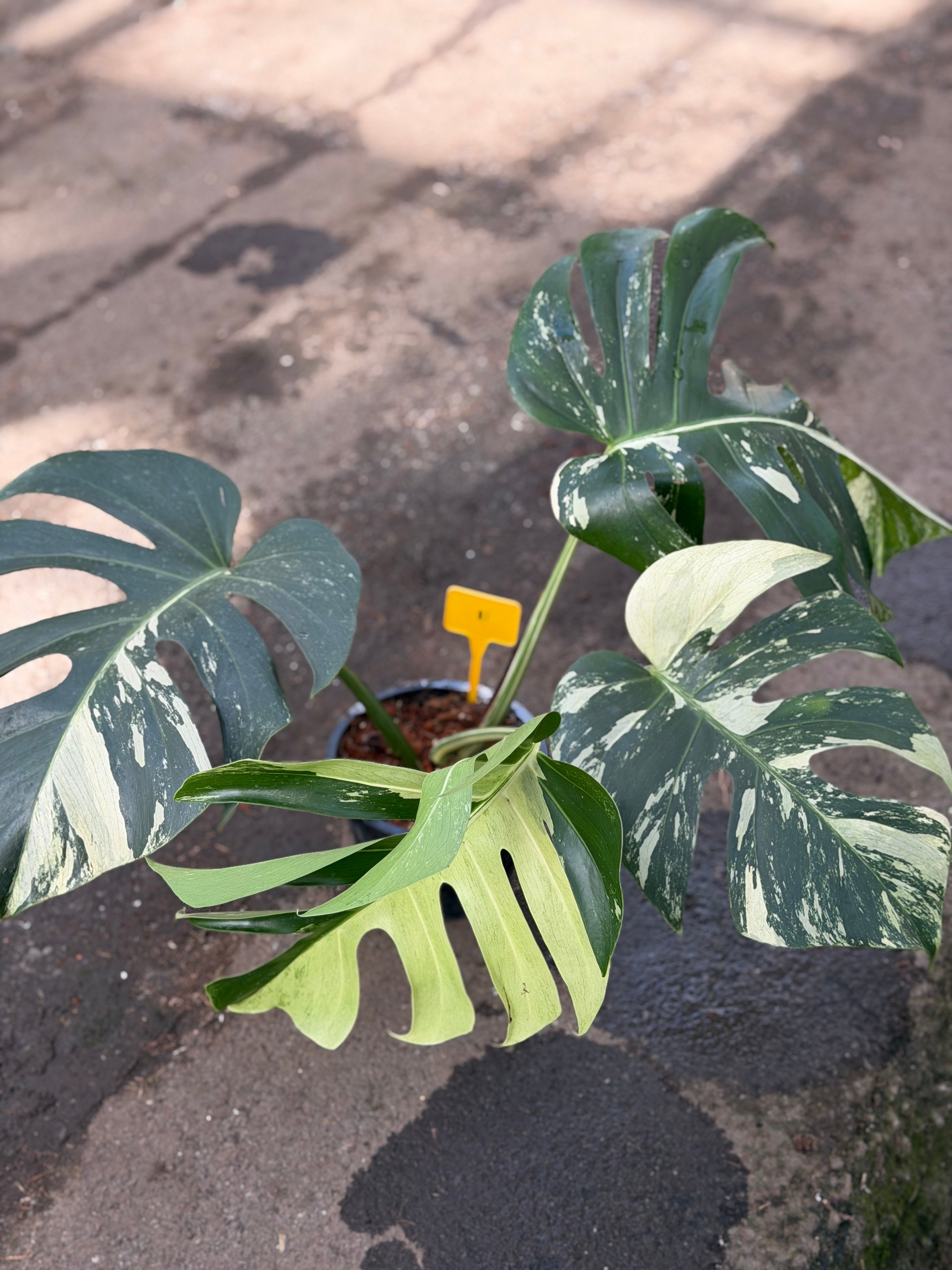 Monstera Jungle Mint – GrowJungle