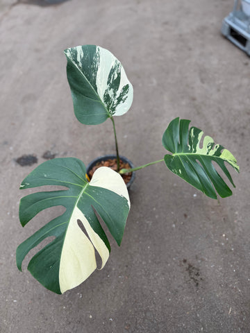 Monstera Jungle Mint