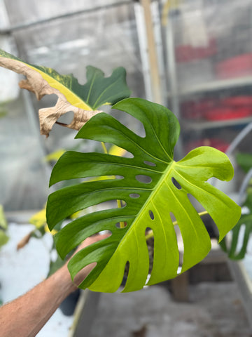 Monstera Yellow Marilyn