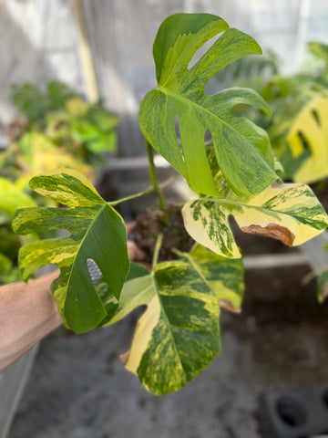 Monstera Aurea Variegated