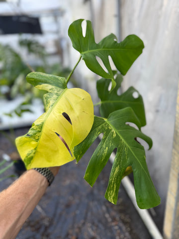 Monstera Aurea Variegated – Rehab Plant
