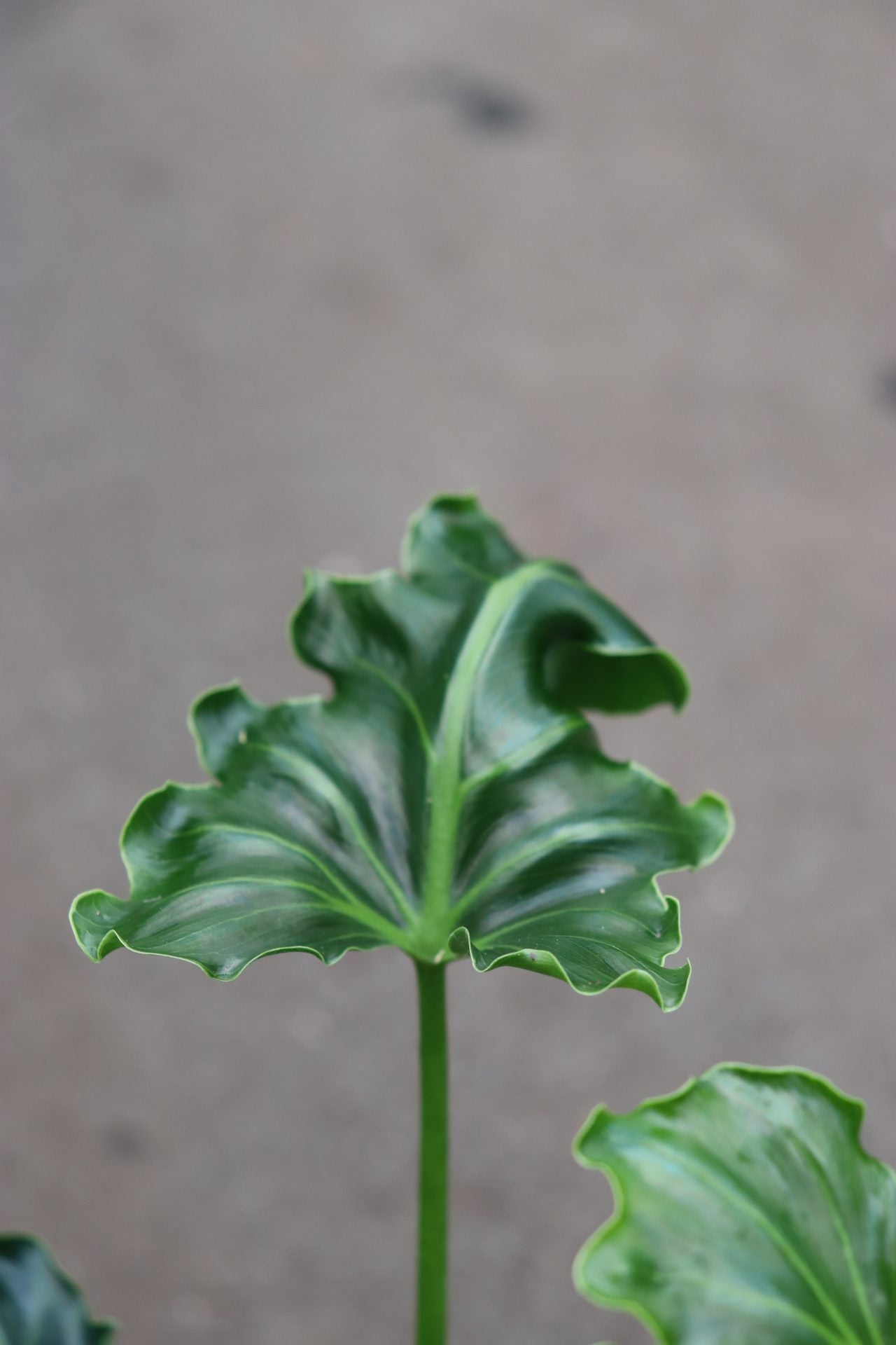 philodendron atlanta Thaumatophyllum selloum Atlantis (Philodendron) – GrowJungle