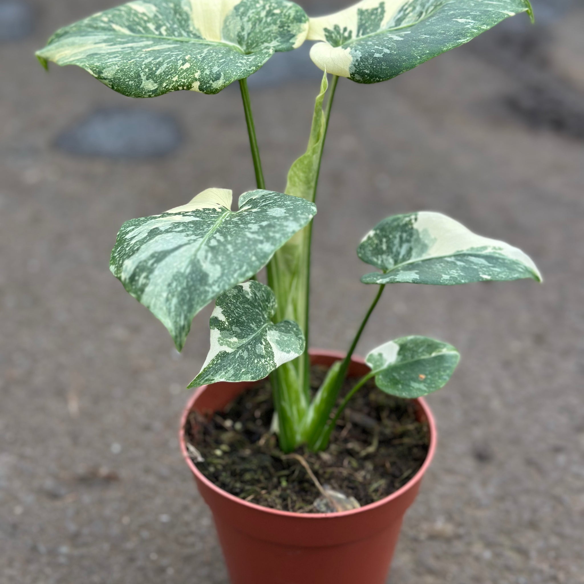 Monstera Mutation – Unique Variegation – GrowJungle Monstera Mutation – Unique Variegation – GrowJungle