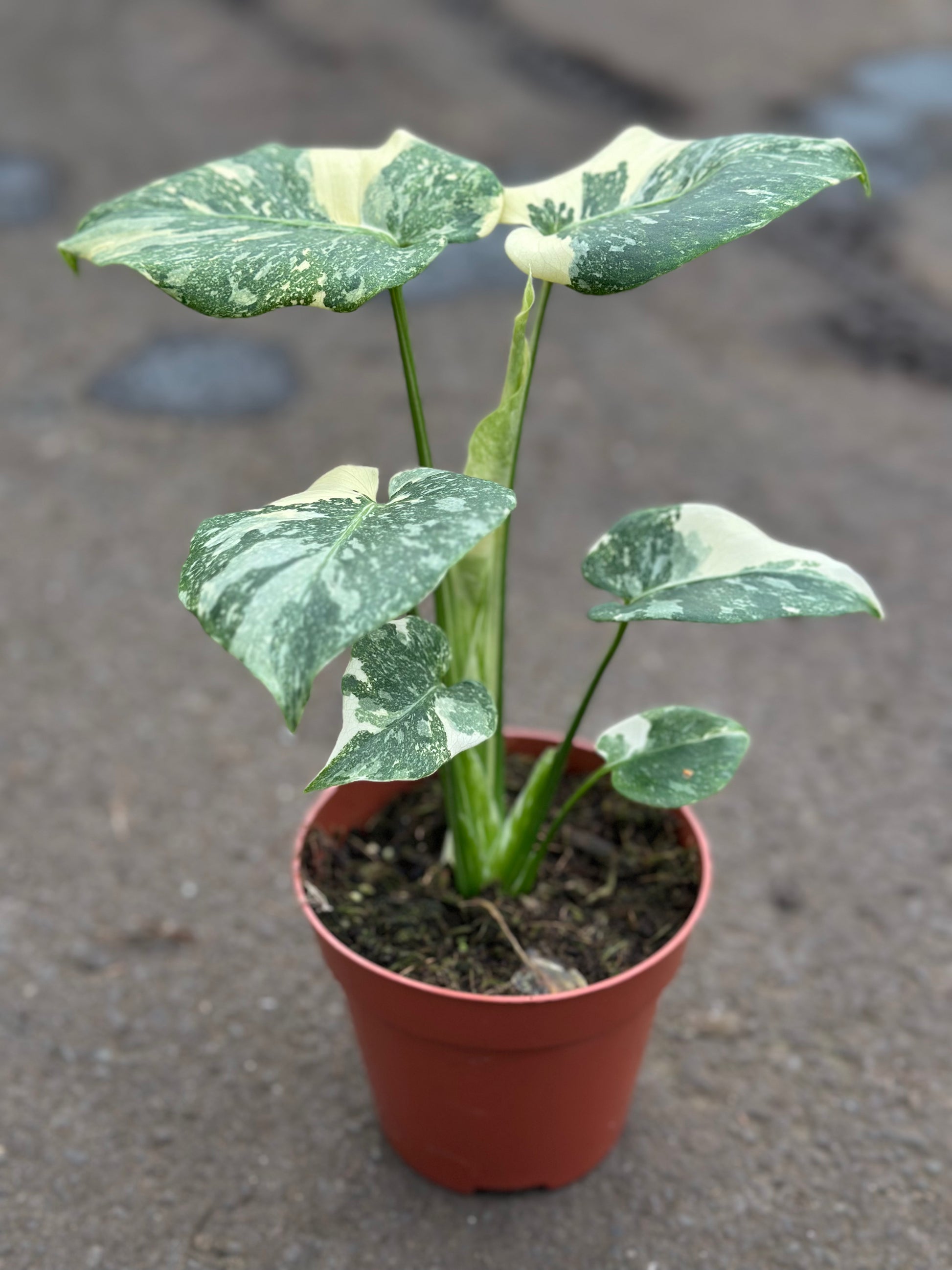 monstera hybrids Monstera Mutation – Unique Variegation – GrowJungle