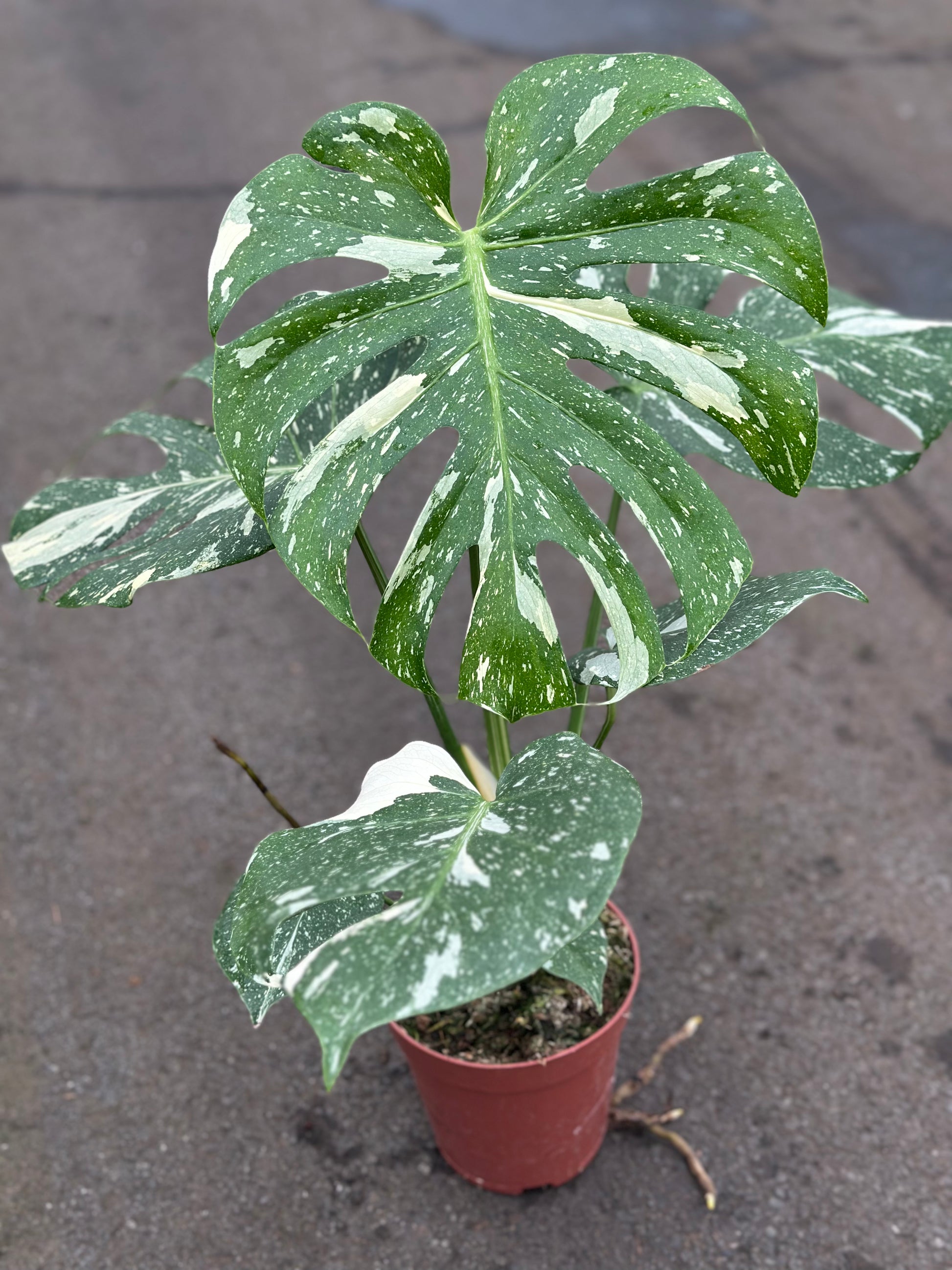 monstera thai constellation plant Monstera Thai Constellation – GrowJungle