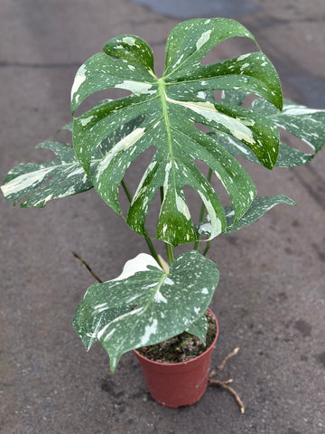 monstera thai constellation growth rate Monstera Thai Constellation – GrowJungle