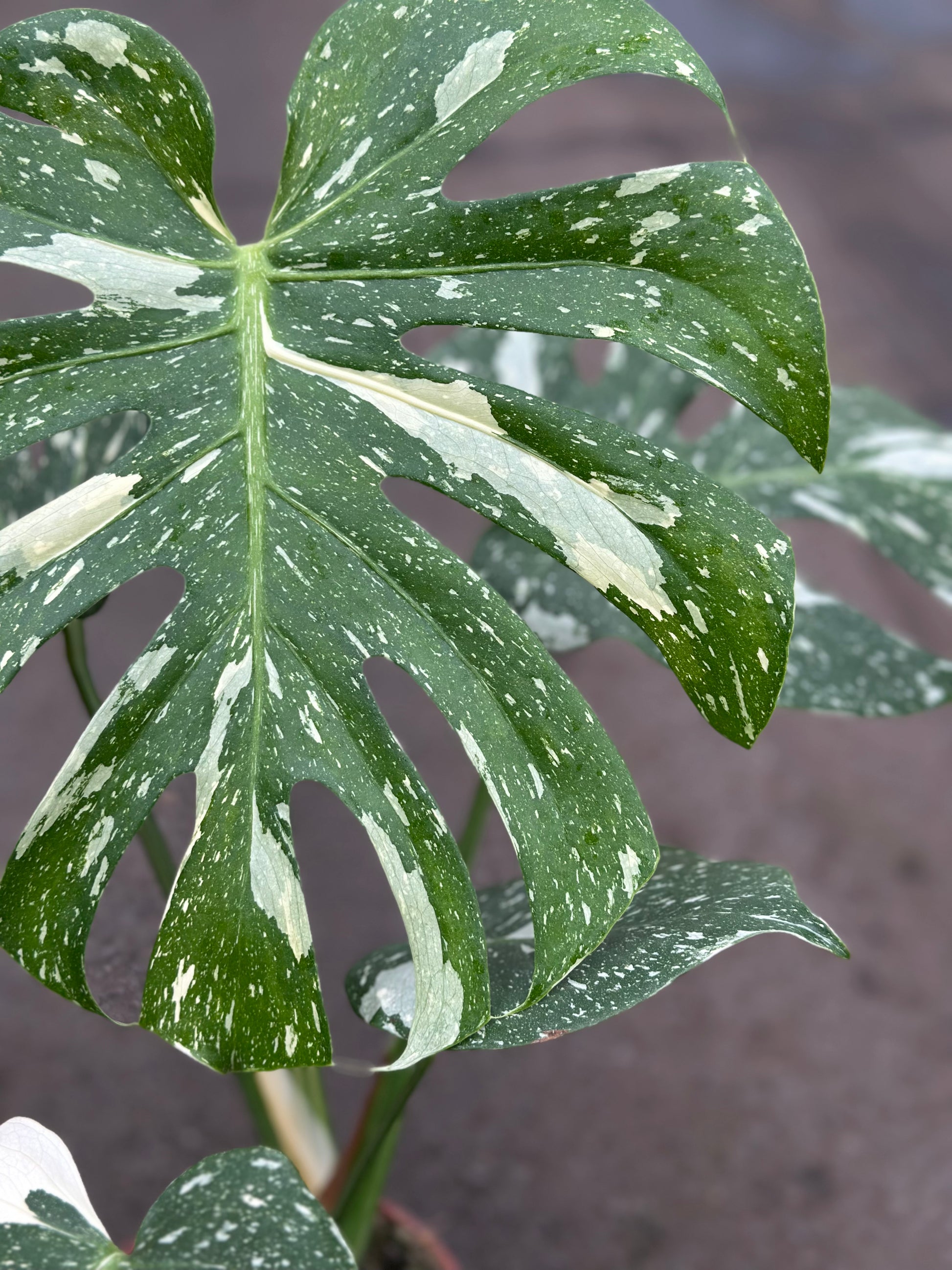 thai constellation monstera nearby Monstera Thai Constellation – GrowJungle