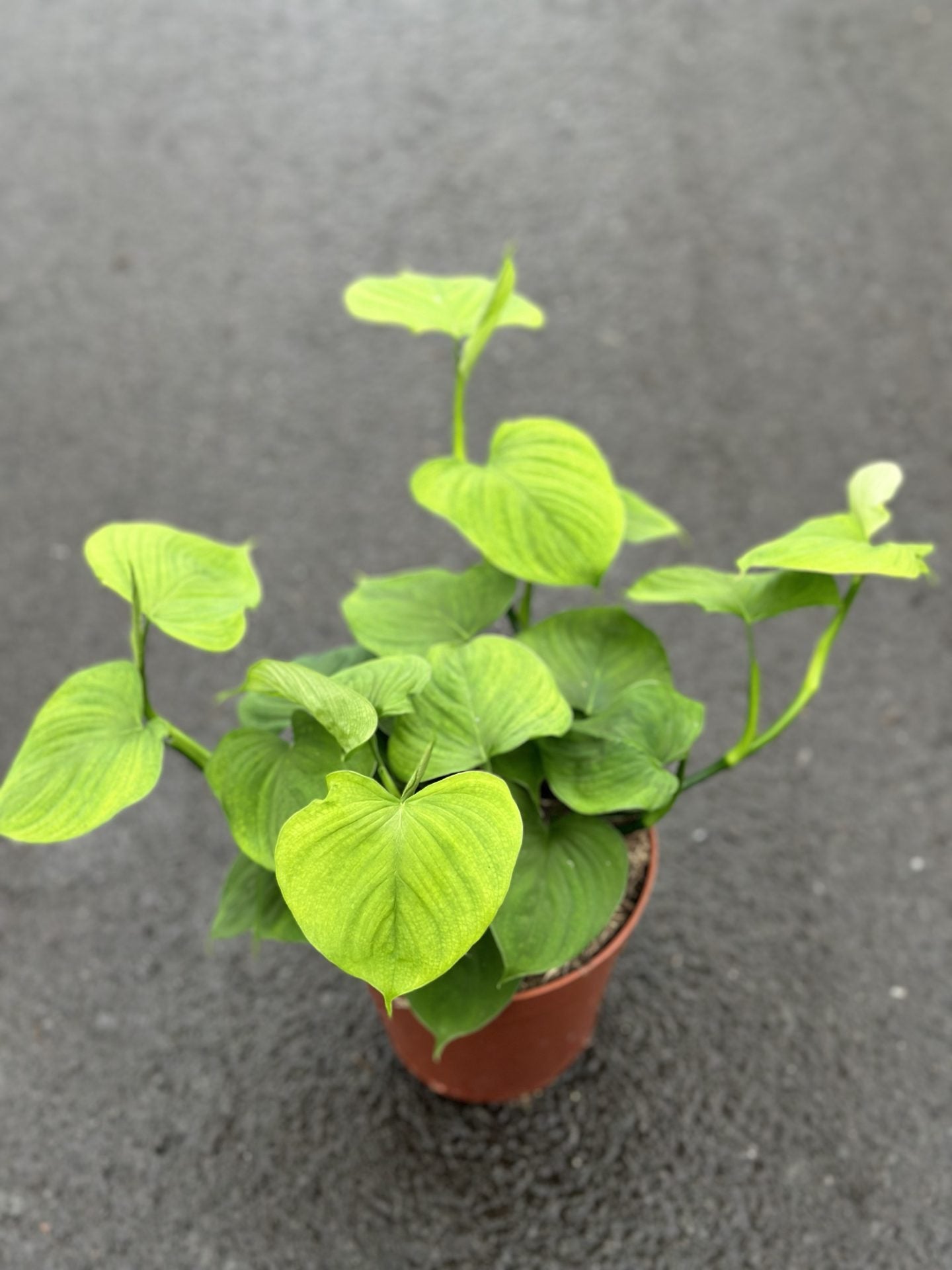 philodendron fibraecataphyllum Philodendron fibraecataphyllum – GrowJungle