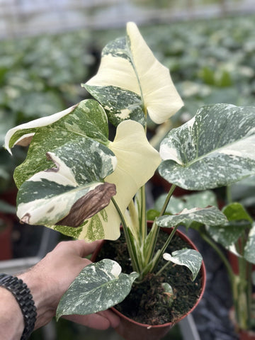 elephant ear plant monstera Monstera Mutation 'Second Chance' – GrowJungle